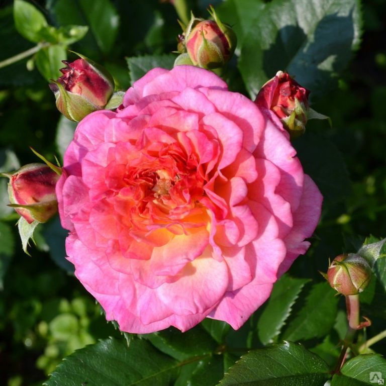 Роза флорибунда Кантри Гёрл